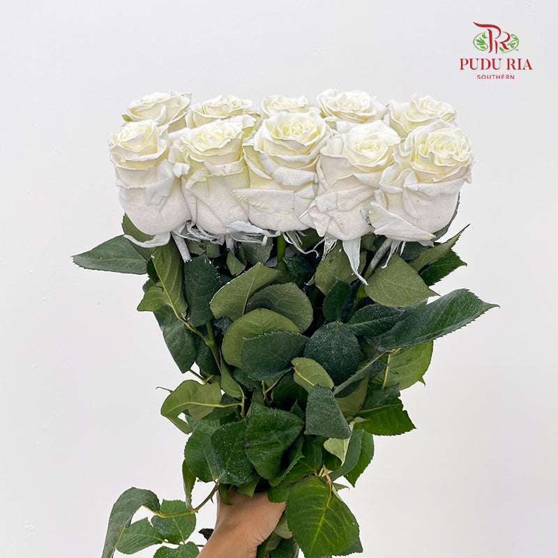 Rose Mondial Dyed Velvet White - (8-10 Stems)