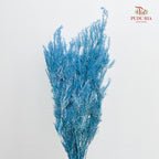 Dry Melaleuca Leaf Blue