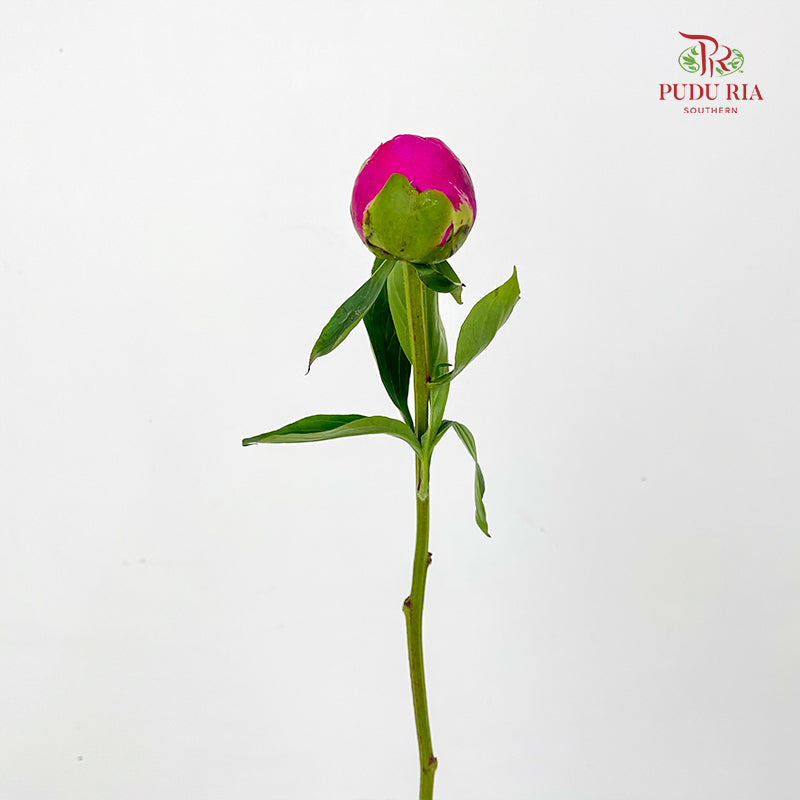 Peony Pink 芍药 - (5 Stems)