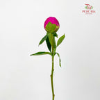Peony Pink 芍药 - (5 Stems)