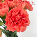 Carnation Orange 橙色康乃馨 - (18-20 Stems)