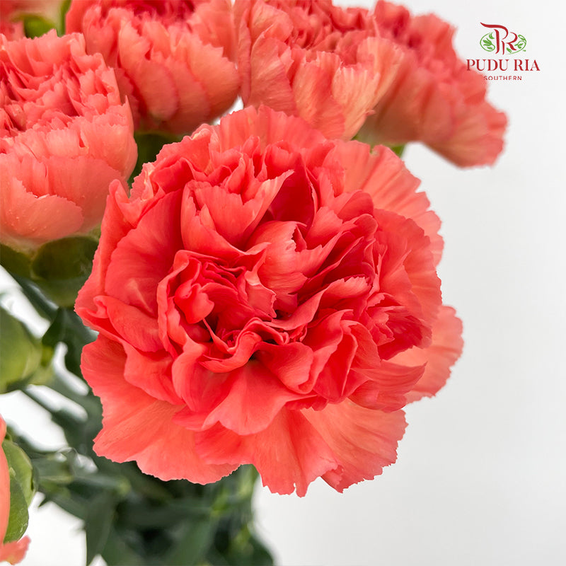 Carnation Orange 橙色康乃馨 - (18-20 Stems)