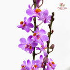 Mokara Dhovo Ties 莫氏兰 - (5 Stems)