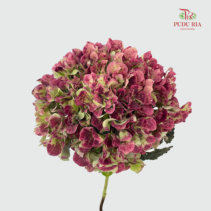 Hydrangea Red 绣球花 - (Per Stem)