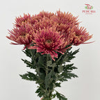 Net Mum Chrysanthemum Red - (10-12 Stems)
