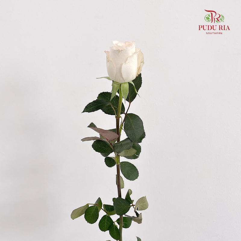 Rose Rabbit - (8-10 Stems)
