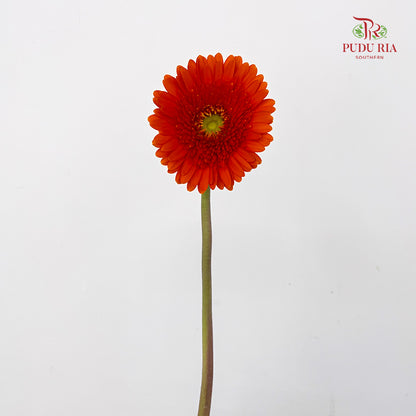 Gerbera Orange Green Heart - (8-10 Stems)