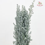 Kochia - (Per Bundle)