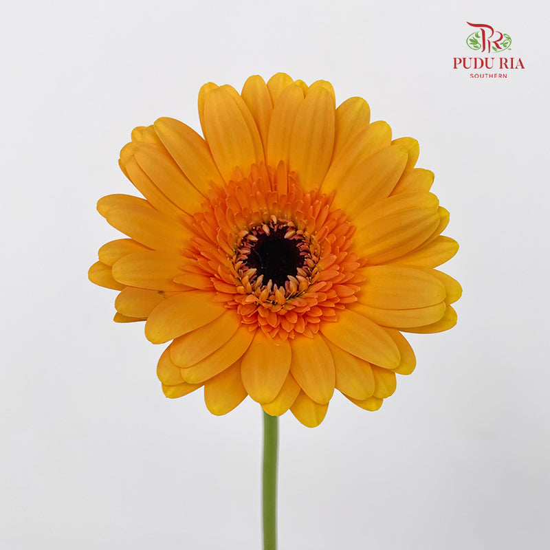 Gerbera Yellow/Orange - (8-10 Stems)