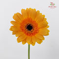 Gerbera Yellow/Orange - (8-10 Stems)