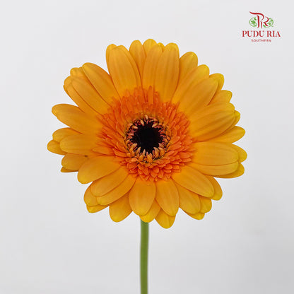 Gerbera Yellow/Orange - (8-10 Stems)