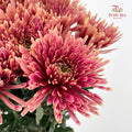 Net Mum Chrysanthemum Red - (10-12 Stems)