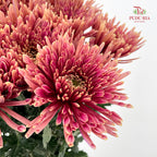 Net Mum Chrysanthemum Red - (10-12 Stems)