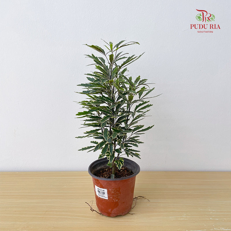 Schefflera Elegentissima Var