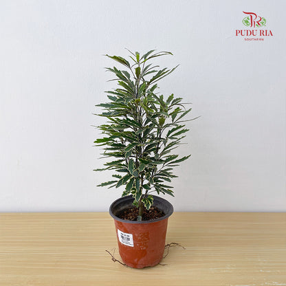 Schefflera Elegentissima Var