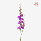 Mokara Dhovo Ties 莫氏兰 - (5 Stems)