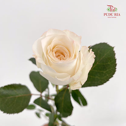 Rose Rabbit - (8-10 Stems)