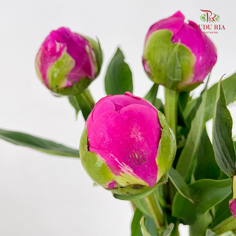 Peony Pink 芍药 - (5 Stems)