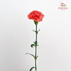 Carnation Orange 橙色康乃馨 - (18-20 Stems)