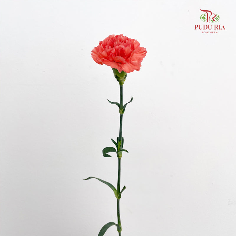 Carnation Orange 橙色康乃馨 - (18-20 Stems)
