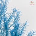 Dry Melaleuca Leaf Blue
