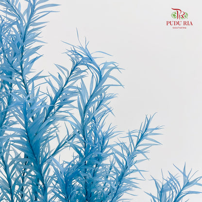 Dry melaleuca Leaf Blue