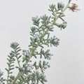 Kochia - (Per Bundle)