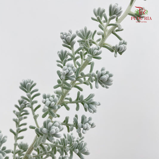 Kochia - (Per Bundle)