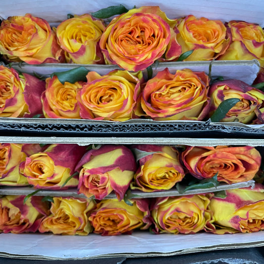 Rose Ode To Joy - (8-10 Stems)