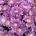 Chrysanthemum Pompom Purple 2 - (10-12 Stems)