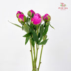 Peony Pink 芍药 - (5 Stems)