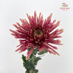 Net Mum Chrysanthemum Red - (10-12 Stems)