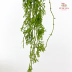 Vernonia Gratiosa - (Per Bundle)