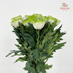 Net Mum Chrysanthemum White Green - (10-12 Stems)