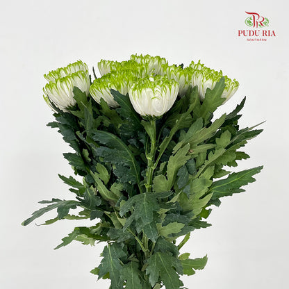 Net Mum Chrysanthemum White Green - (10-12 Stems)
