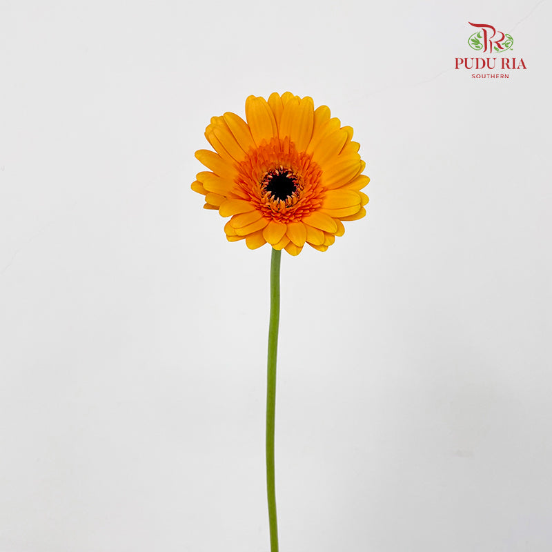 Gerbera Yellow/Orange - (8-10 Stems)