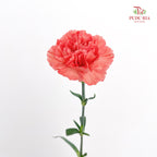 Carnation Orange 橙色康乃馨 - (18-20 Stems)