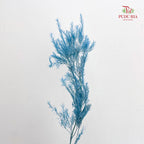 Dry Melaleuca Leaf Blue