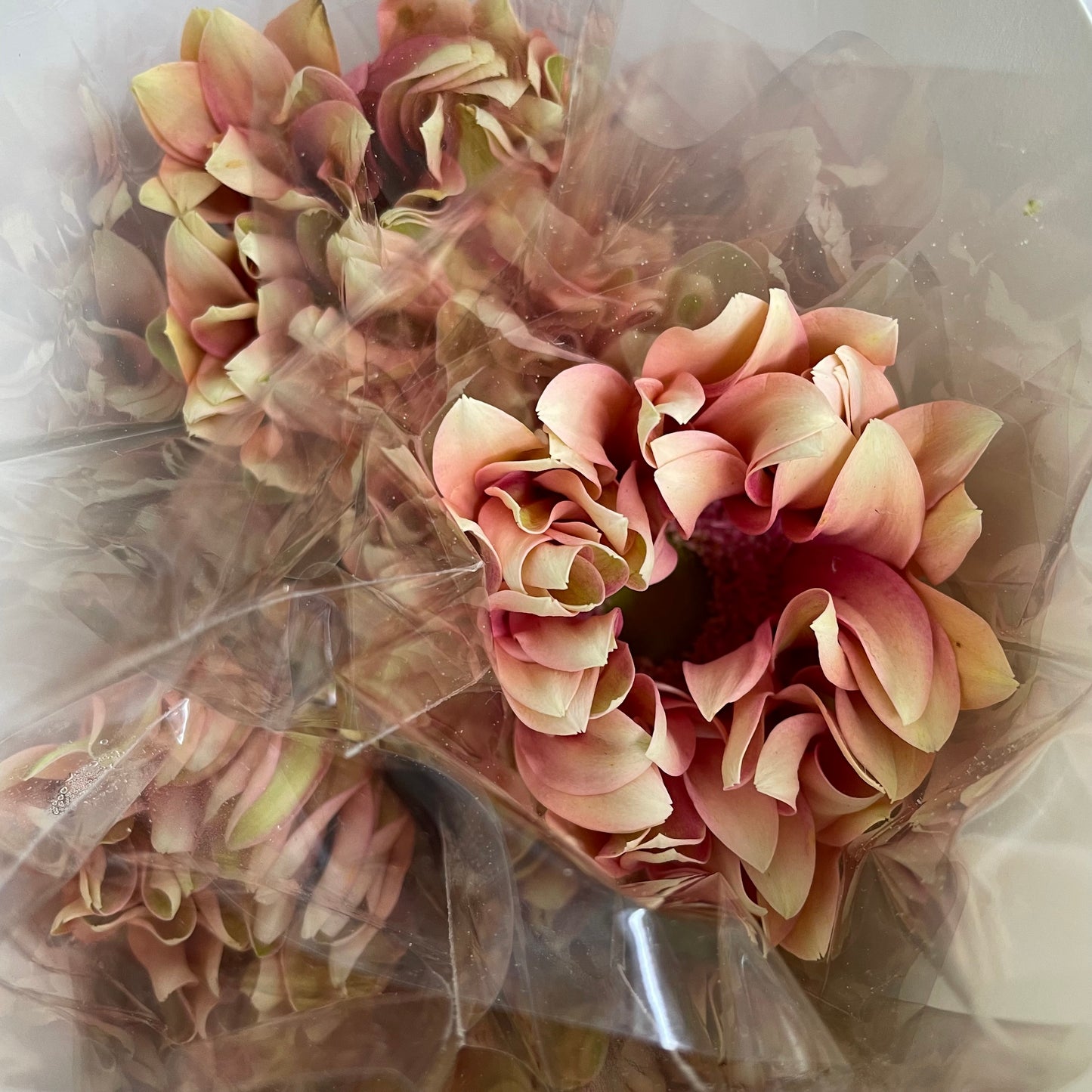 Gerbera Edge Curl Pink - (8-10 Stems)