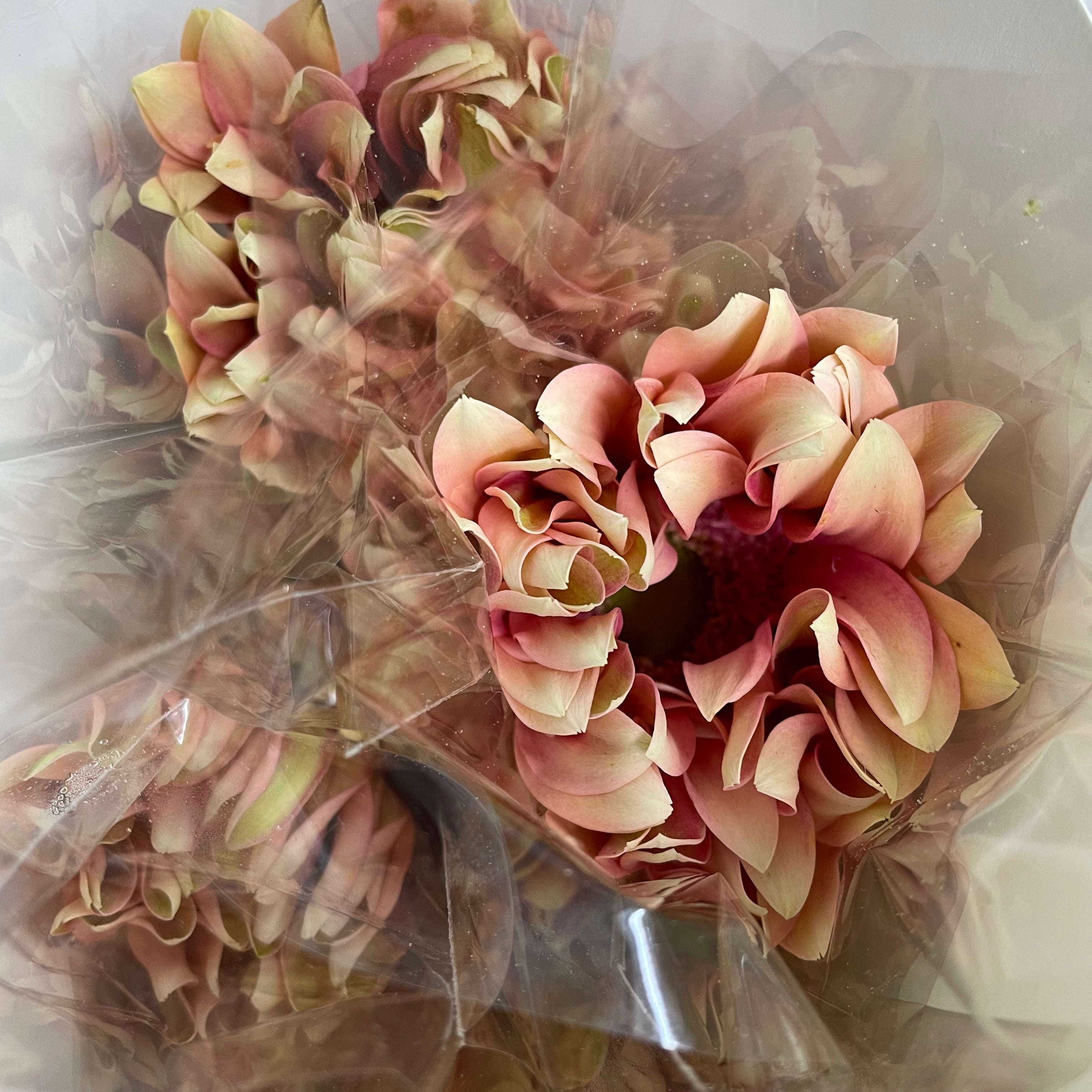 Gerbera Edge Curl Pink - (8-10 Stems)