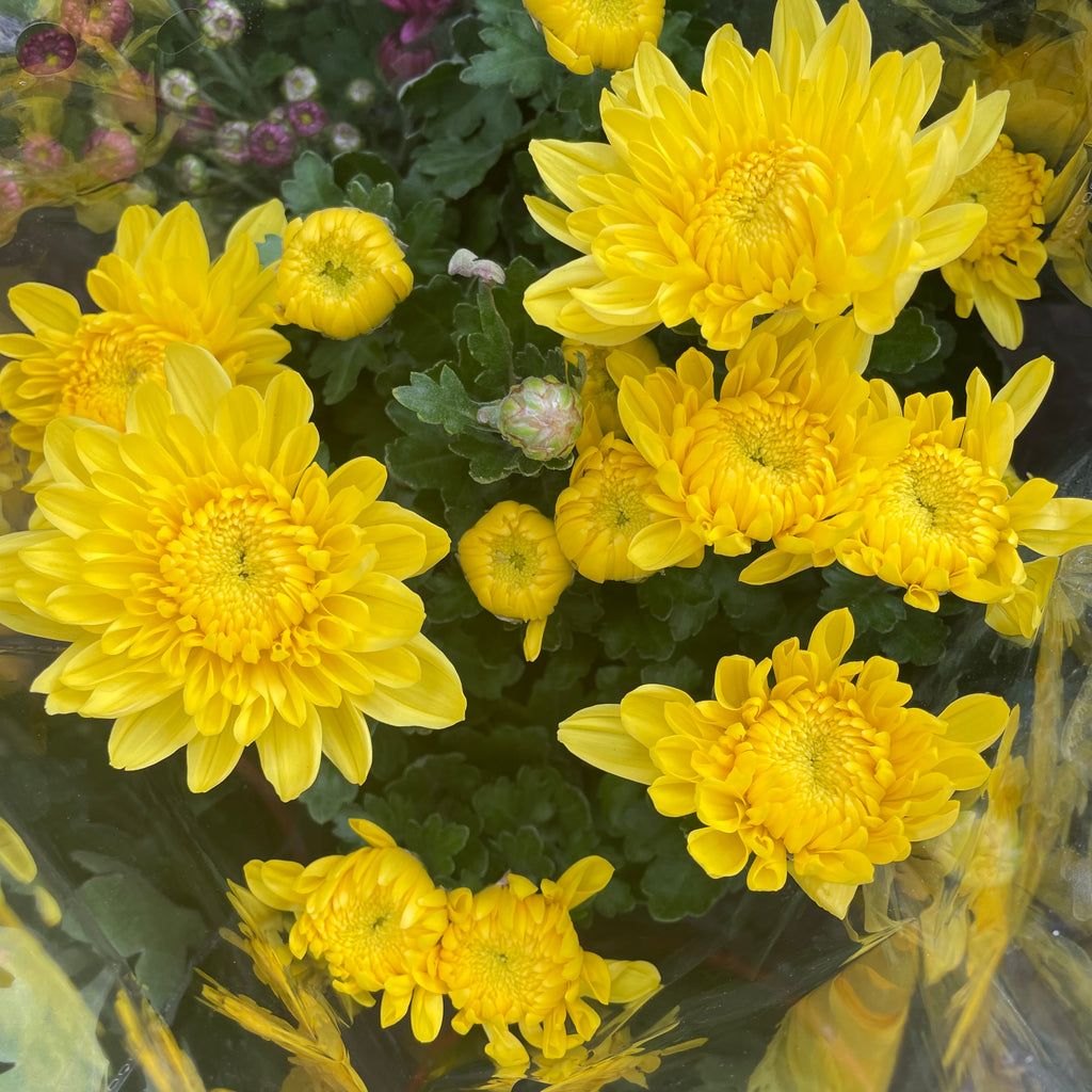Chrysanthemum Pom-Pom (Small Potted) 菊花 2025