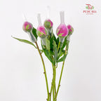 Peony Pink 芍药 - (5 Stems)