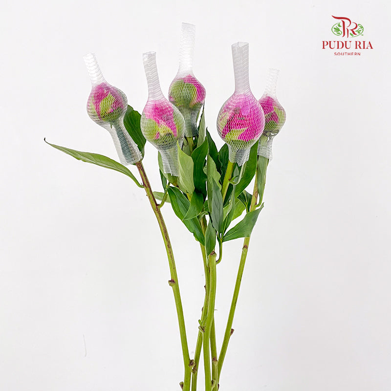 Peony Pink 芍药 - (5 Stems)