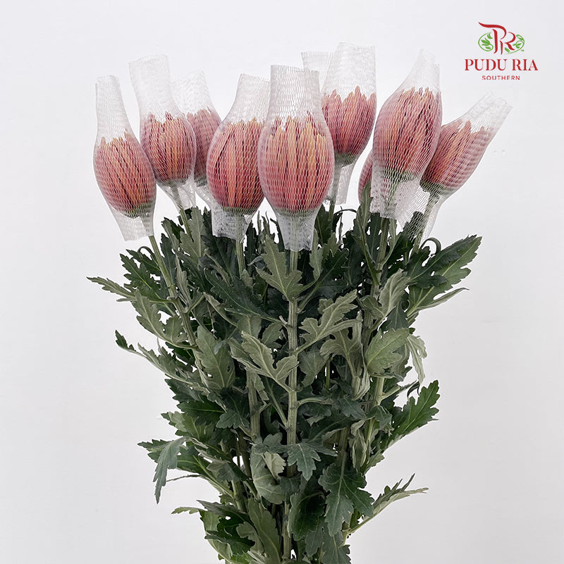 Net Mum Chrysanthemum Red - (10-12 Stems)