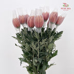 Net Mum Chrysanthemum Red - (10-12 Stems)