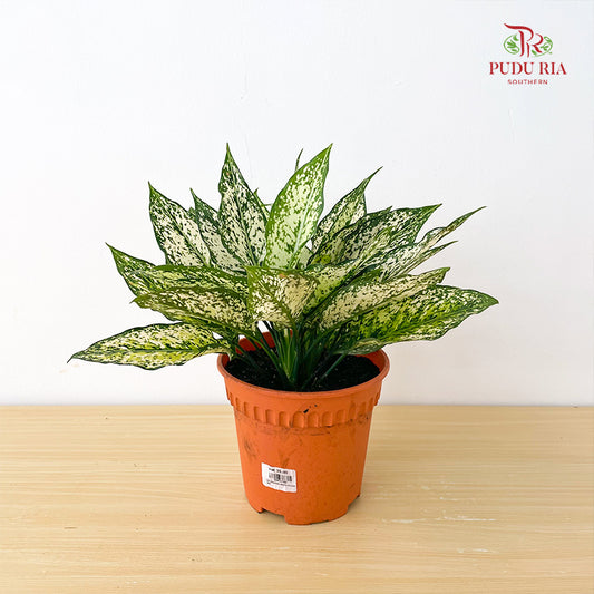 Aglaonema White