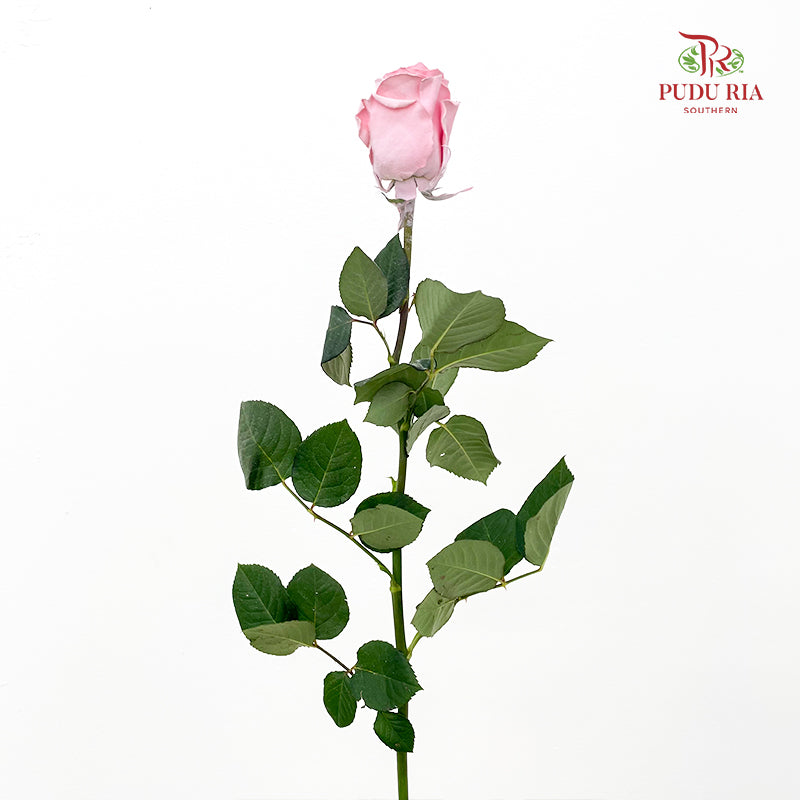 Rose Mondial Dyed Velvet Rose Gold - (8-10 Stems)