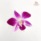 Orchid Loose - (1KG)