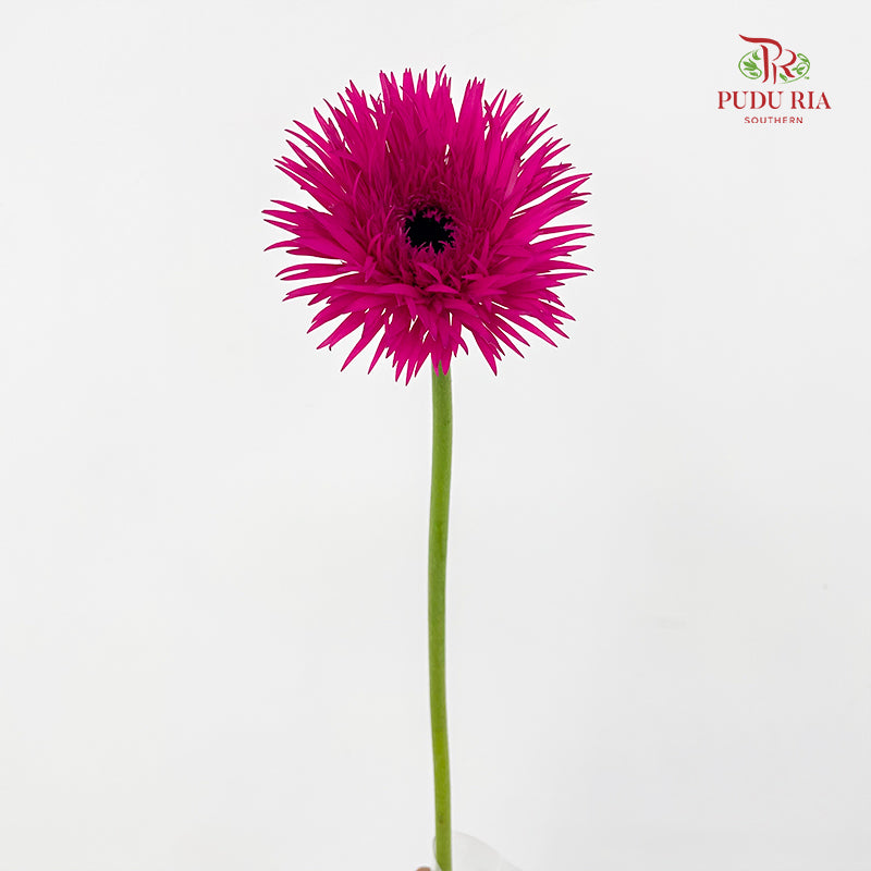 Gerbera Spider Purple - (8-10 Stems)