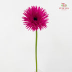 Gerbera Spider Purple - (8-10 Stems)